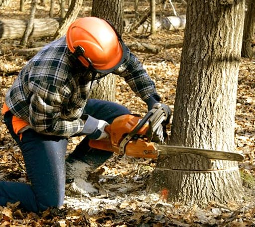 Tree Removal in Amherst Junction, WI